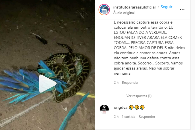 Momento raro: sucuri engole arara-canind&eacute; em fazenda no Pantanal