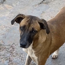 Sem mimos ou afagos, cachorra chora e só tem a rua para andar 