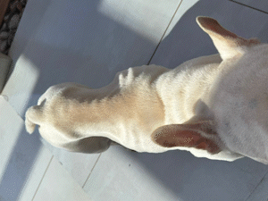 Canabidiol melhora qualidade de vida de bulldog com câncer terminal