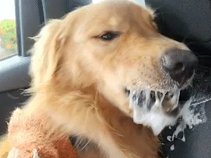 Bento foi adotado e desesperou nova família com crise de epilepsia 