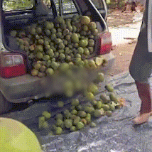 Família enche Uno com pequi e garante estoque para o ano todo