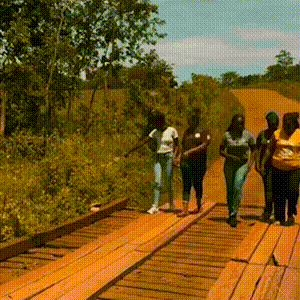 Tatu de ouro joga pedra em quem passa por ponte antiga de Furnas