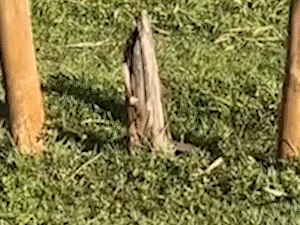 Ana rezou em parque e a imagem de Nossa Senhora 