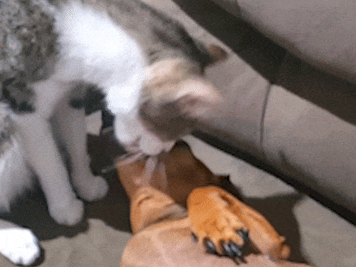 Gata “enche” cachorra de lambidas e amizade entre as duas viraliza