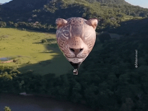 Onça-pintada de 4 mil m³ ganha os céus do Pantanal em voo inédito