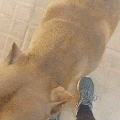 Busca acaba e tutora reencontra pitbulls após 3 dias desaparecidos