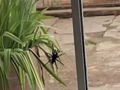 Até onde vai o terror? Bombeiros são chamados para acabar com aranha